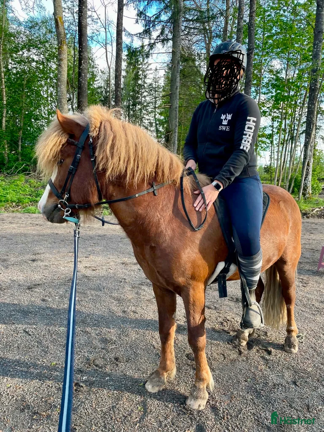 Island hästar till salu: Fin och snäll valack - Annons 2