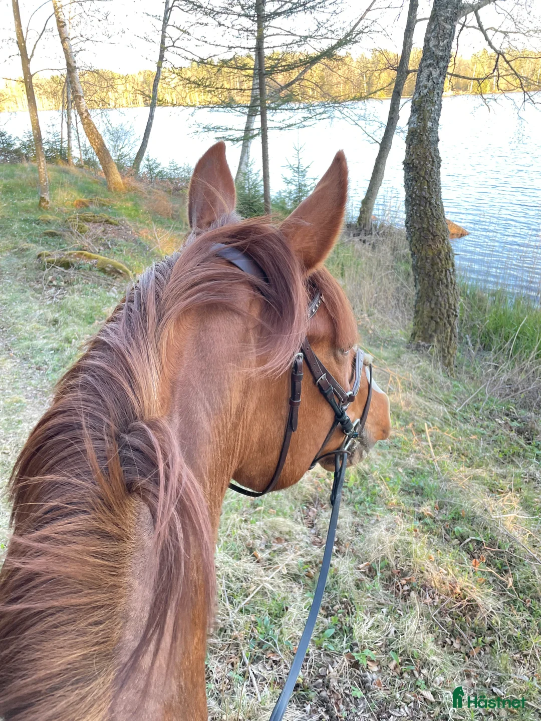 Fälttävlan hästar sökes: Söker häst för träning och tävling  i Holmsjö - Annons 5