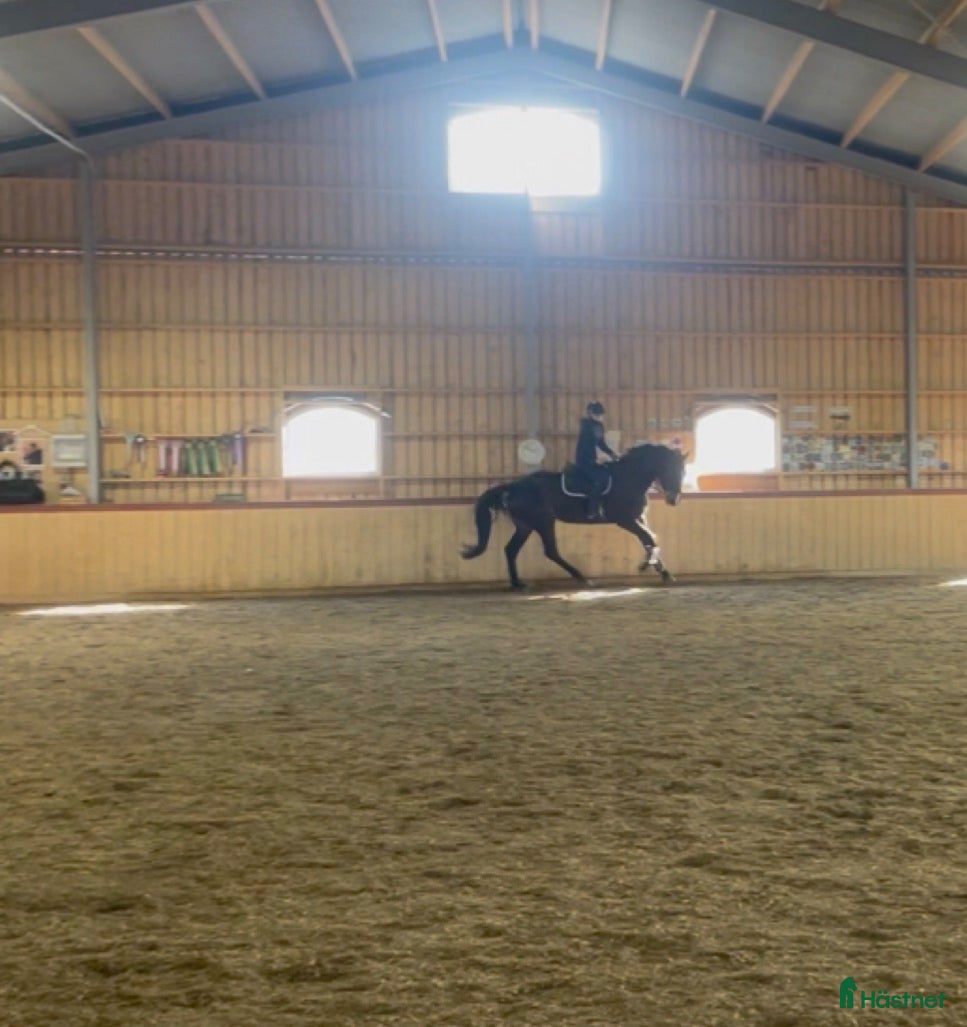  hästar SWB-sto e. Zezar Hästak (Casanova) ue. Heartbeat - Annons 2