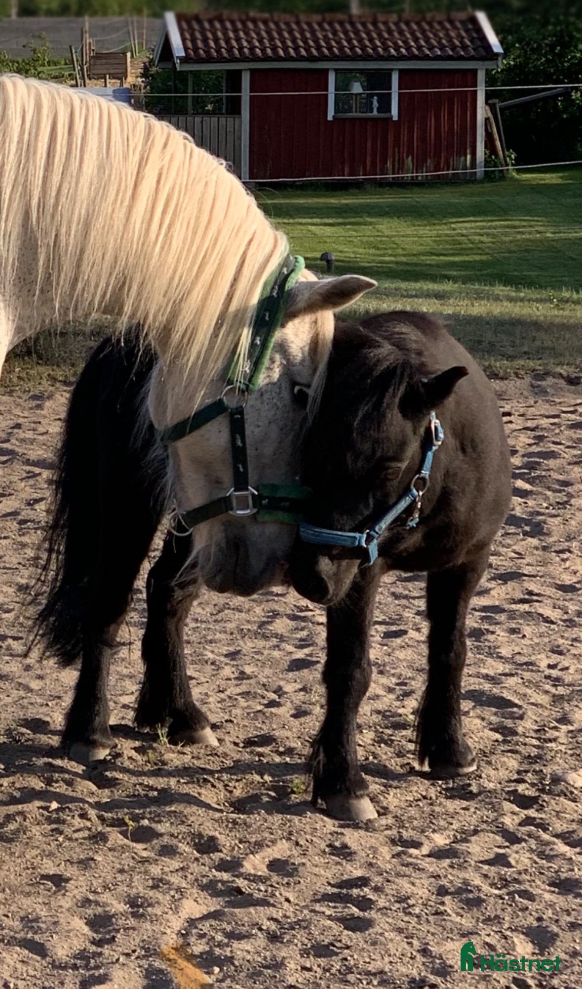  hästar Barnponny sökes - Annons 2