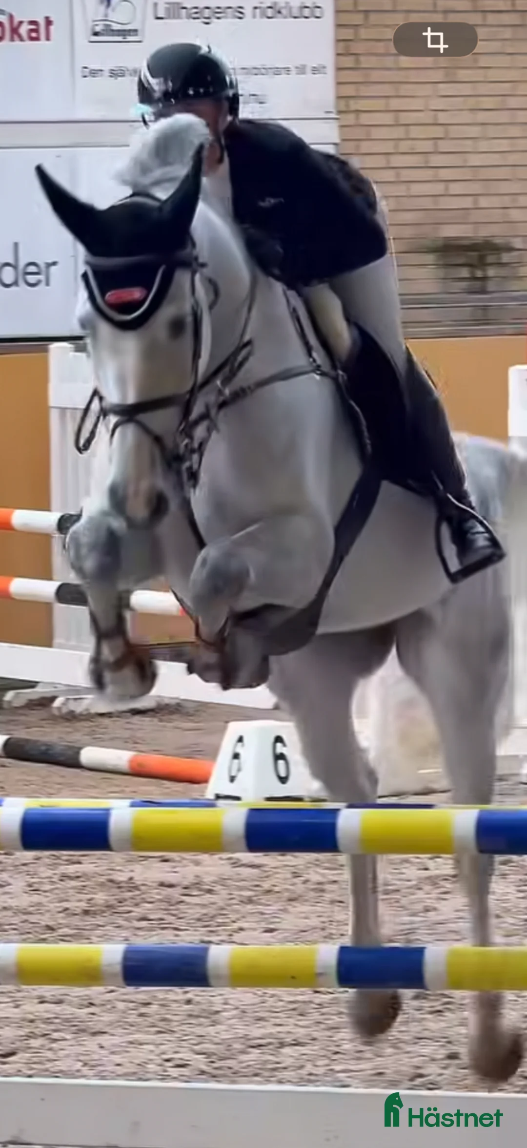 Hoppning hästar till salu: Hopphäst 6 år för höga klasser - Annons 2