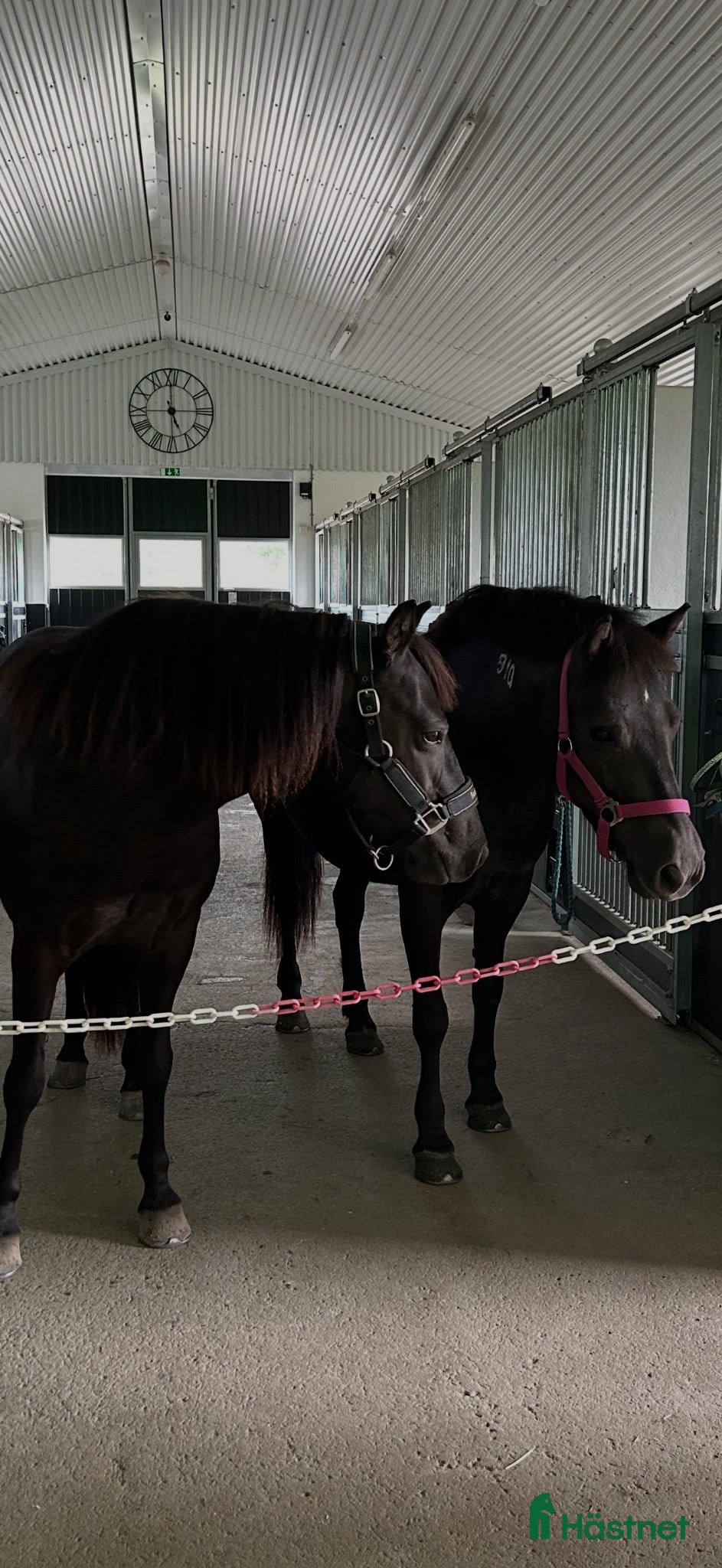  medryttarhäst finnes: Två B-ponnyer söker sina nya bästisar! 🐴✨ - Annons 1