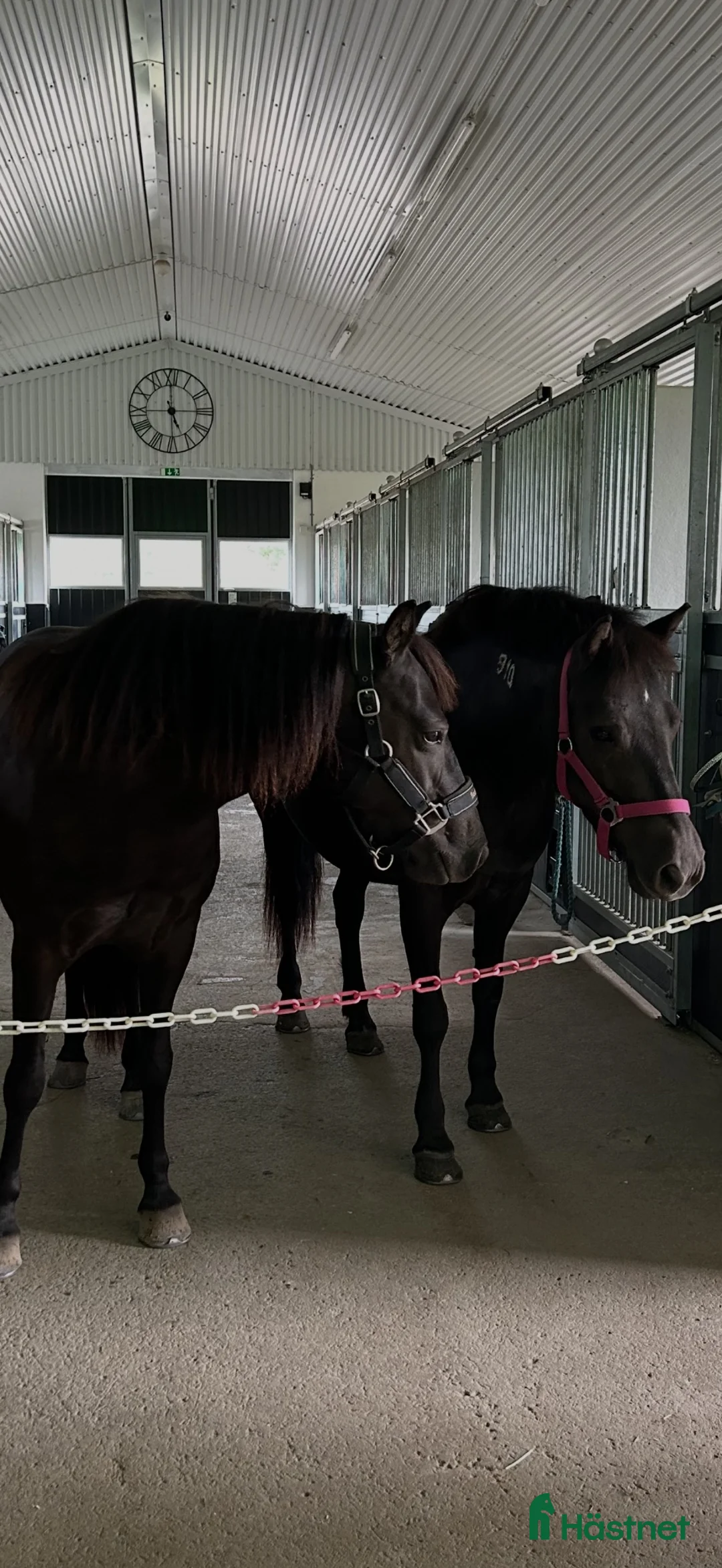  medryttarhäst finnes: Två B-ponnyer söker sina nya bästisar! 🐴✨ - Annons 1