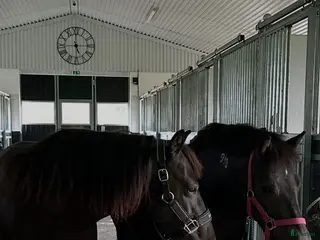 medryttarhäst finnes: Två B-ponnyer söker sina nya bästisar! 🐴✨ - Annons 2