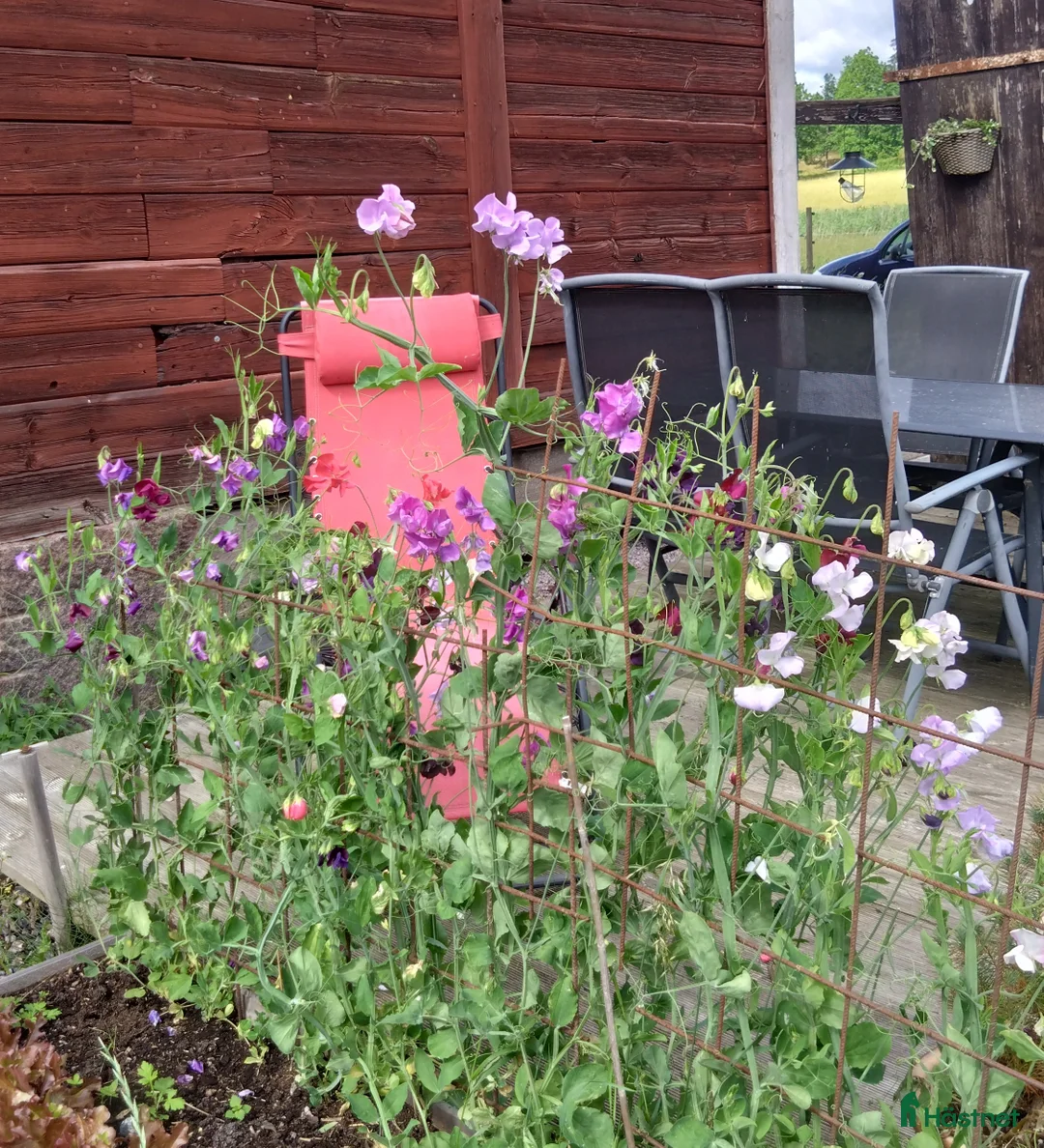  stallplats finnes: Stallplats med mycket service i Söderköping - Annons 8