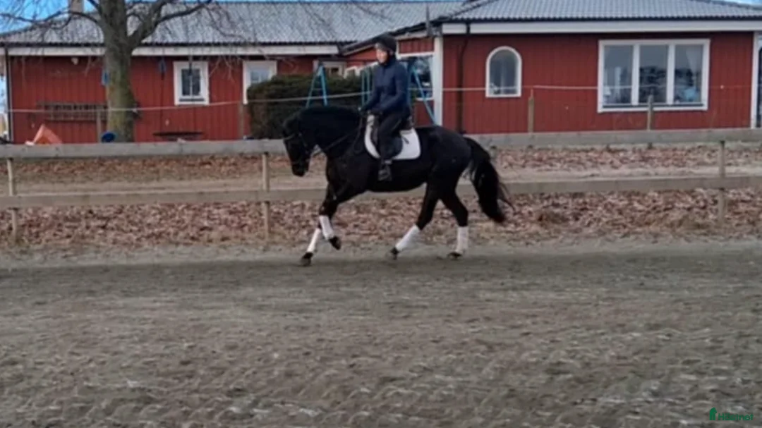 Allround hästar till salu: Svart guldklimp  - Annons 4