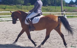 Dressyr hästar till salu: Bedårande Prinsessa  i Örnsköldsvik - Bild 4