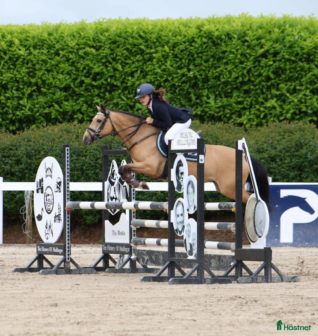 Hoppning hästar till salu: 13yr old TOP 128cm pony!!! i Stockholm - Annons 2