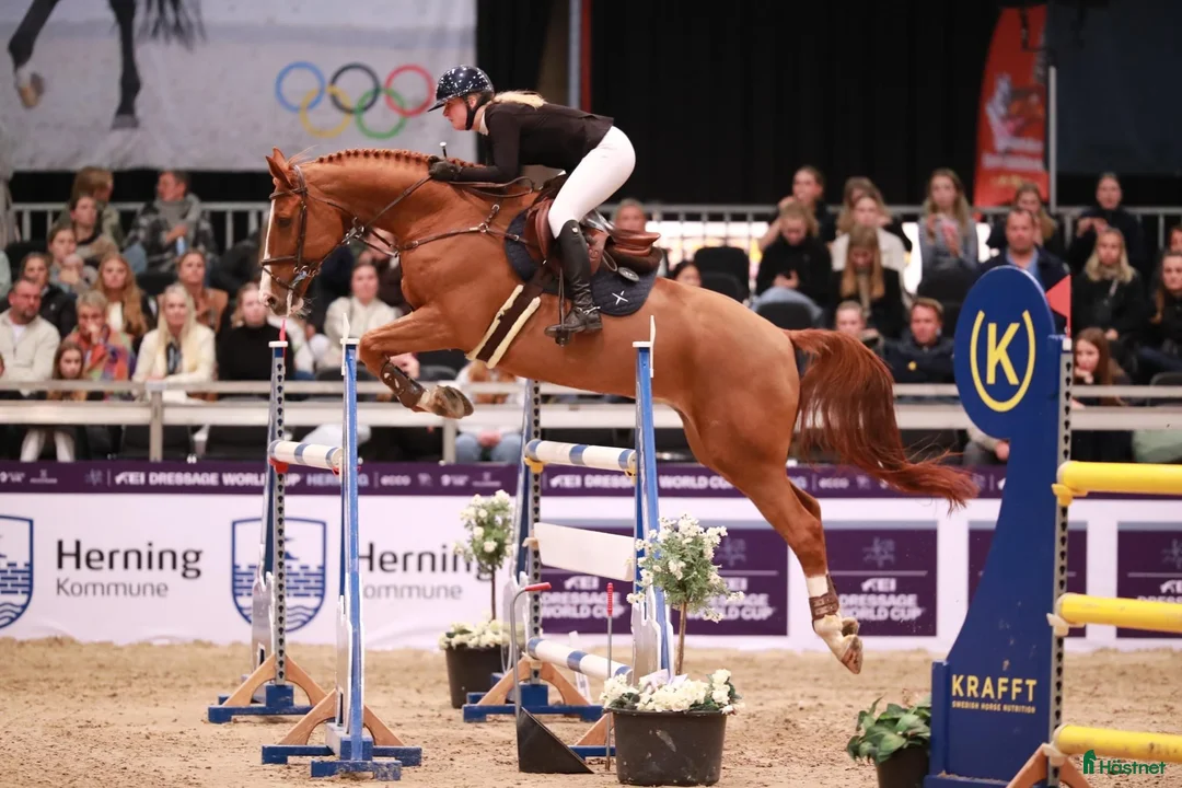 Hoppning hästar till salu: Perfekt children, junior og amatør horse for sale i Hårlev - Annons 2