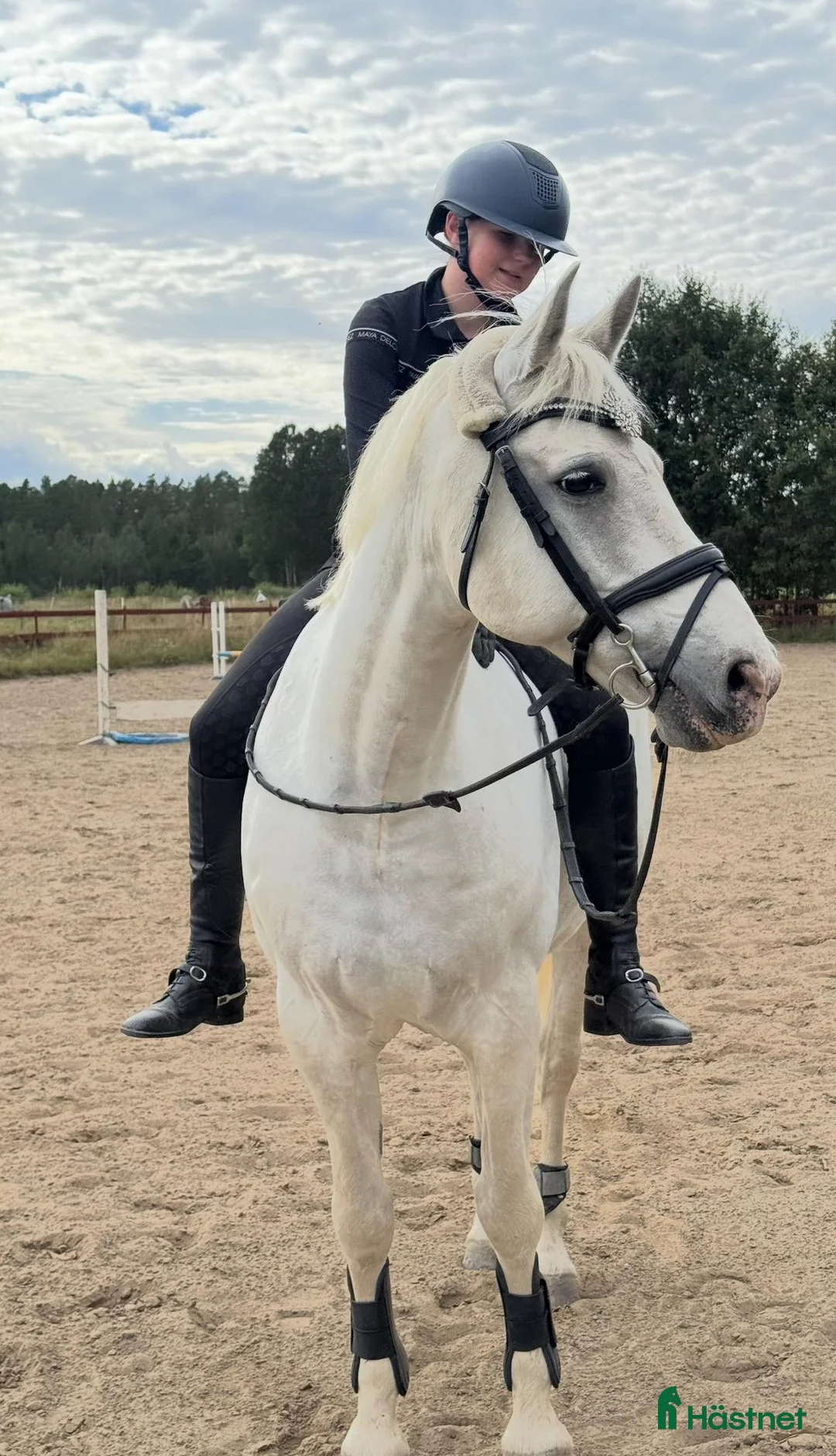 Allround hästar till salu: Mycket trevlig Allround D-ponny  - Annons 2