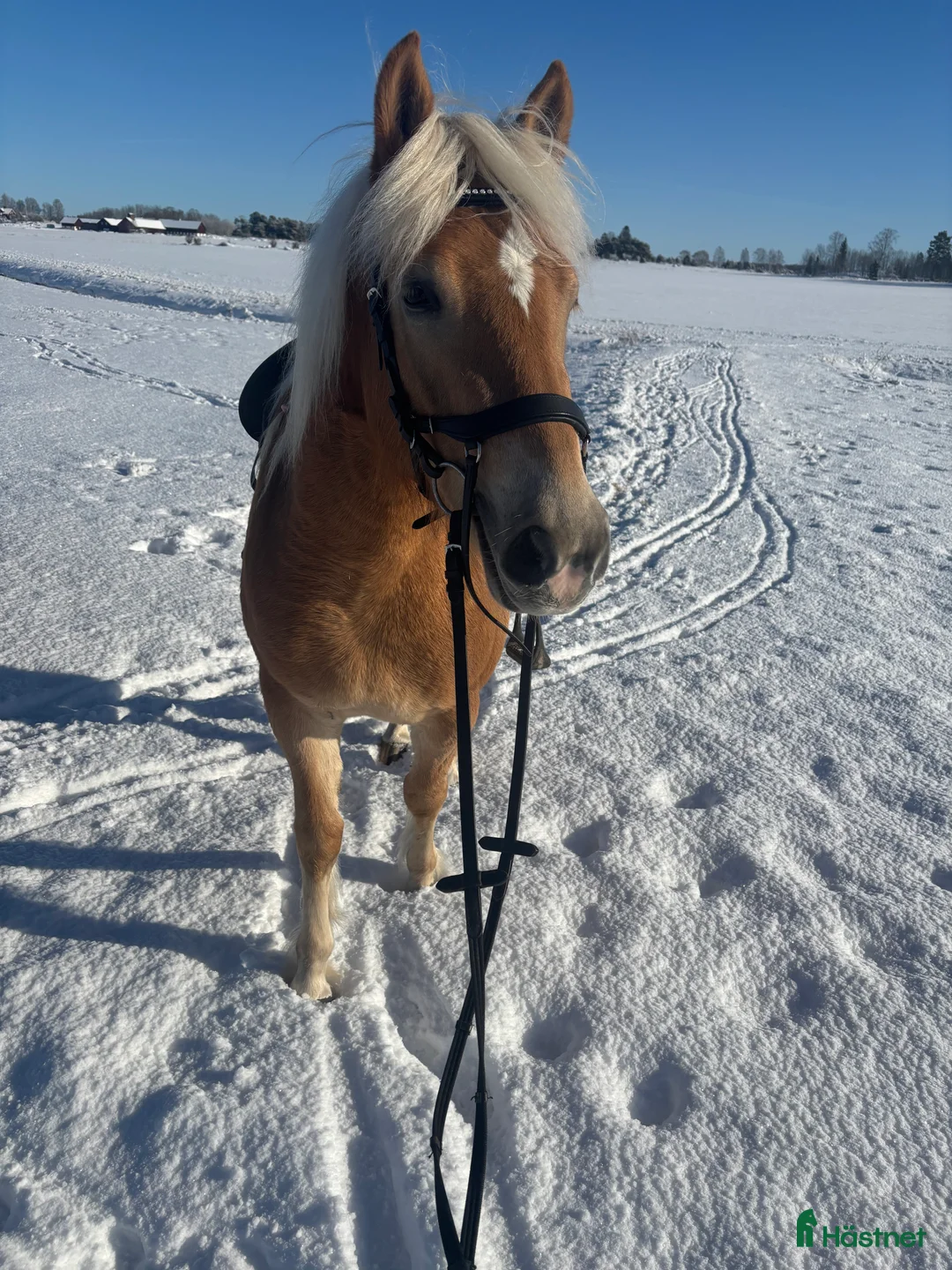 Allround hästar till salu: Fantastisk tjej att forma själv  i Bälinge - Annons 5