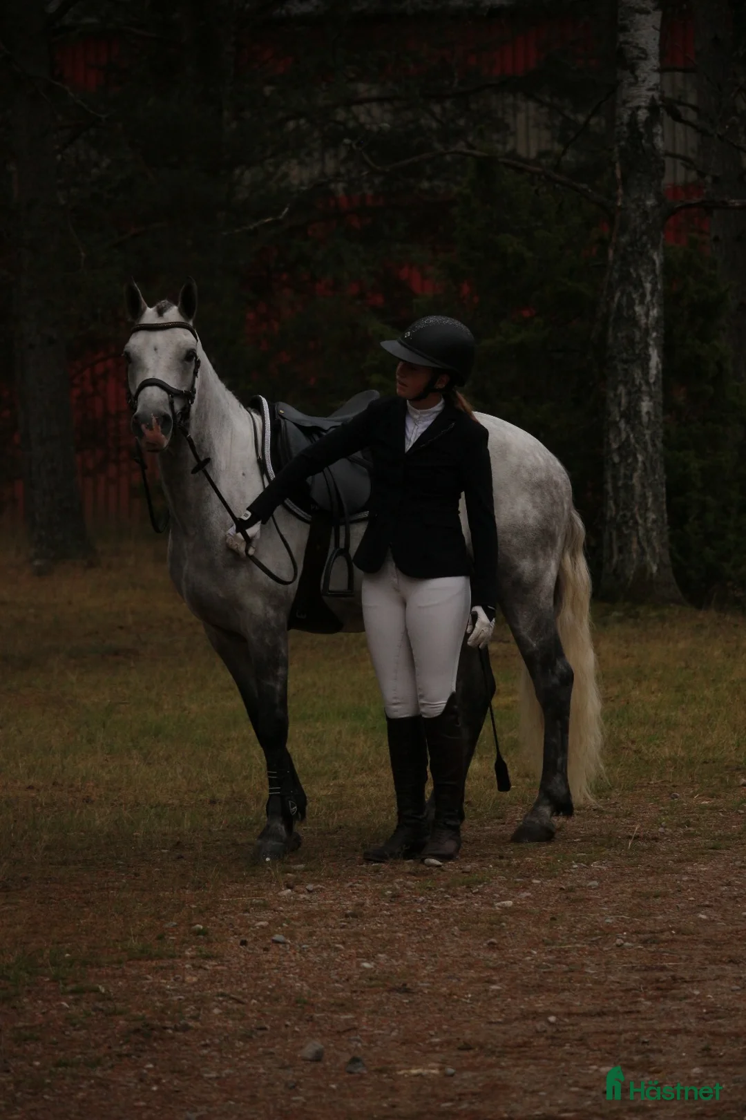 Hoppning hästar till salu: Kvalitets D ponny oavsett disciplin! i Onslunda - Annons 3
