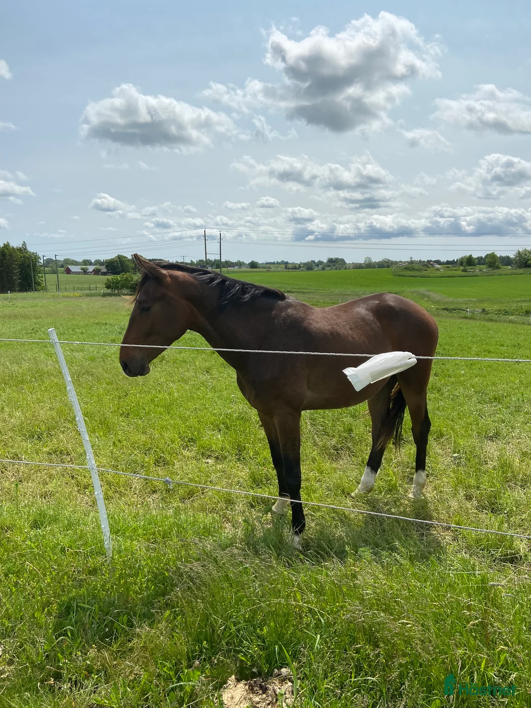 Allround hästar till salu: Supersnäll unghäst i Trelleborg - Annons 4