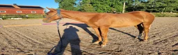Western hästar till salu: Elegant Paintsto med framtid för Pleasure & Hunter - Annons 4