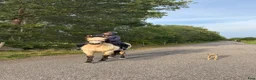 Allround hästar till salu: Läcker ponny som drar blickarna till sig! - Annons 2