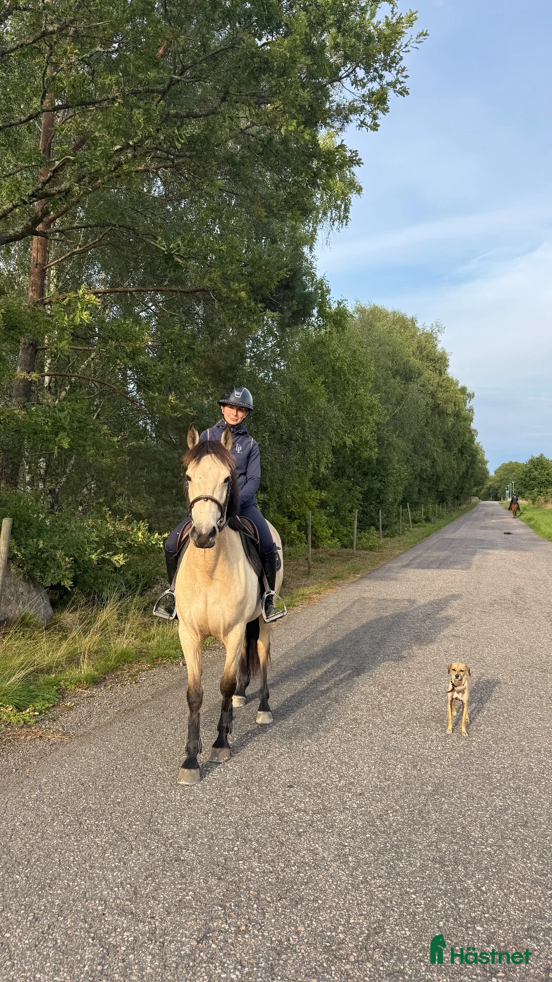 Allround hästar till salu: Läcker ponny som drar blickarna till sig! - Annons 2