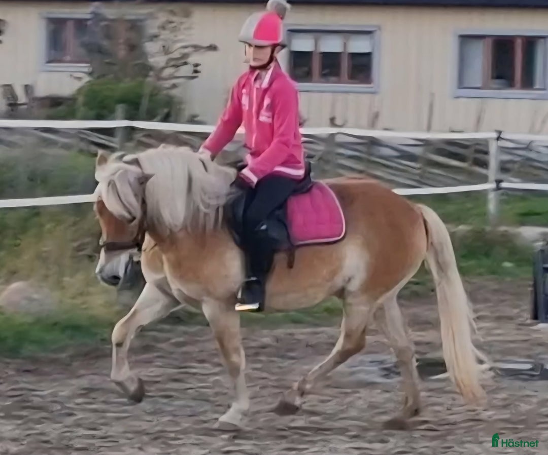 Allround hästar till salu: Vackert gotlandsruss med ett hjärta av guld i Visby - Annons 2