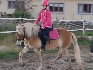 hästar Vackert gotlandsruss med ett hjärta av guld - Annons 2