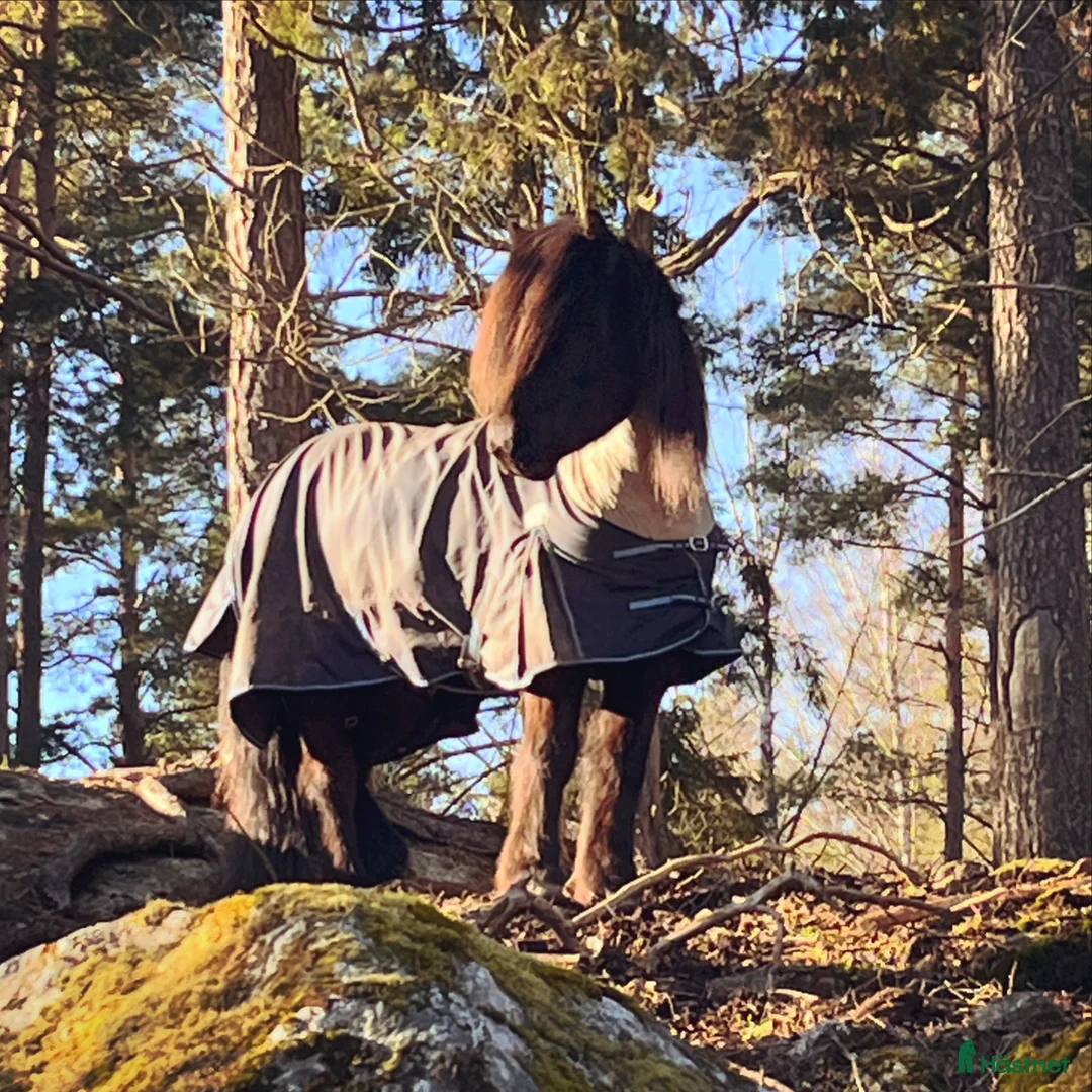  stallplats finnes: Lösdriftsplats för islandsvalack - Annons 1
