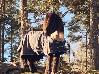 stallplats Lösdriftsplats för islandsvalack - Annons 3