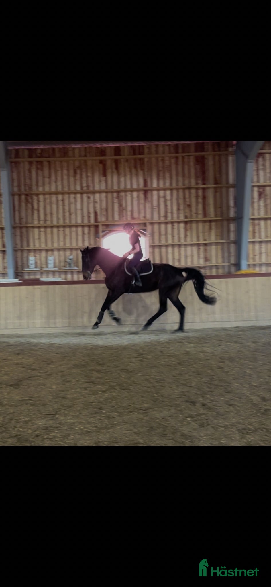  hästar SWB-sto e. Zezar Hästak (Casanova) ue. Heartbeat - Annons 2