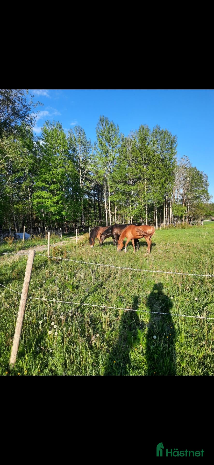  stallplats LÖSDRIFT MED FULLSERVICE - Annons 8