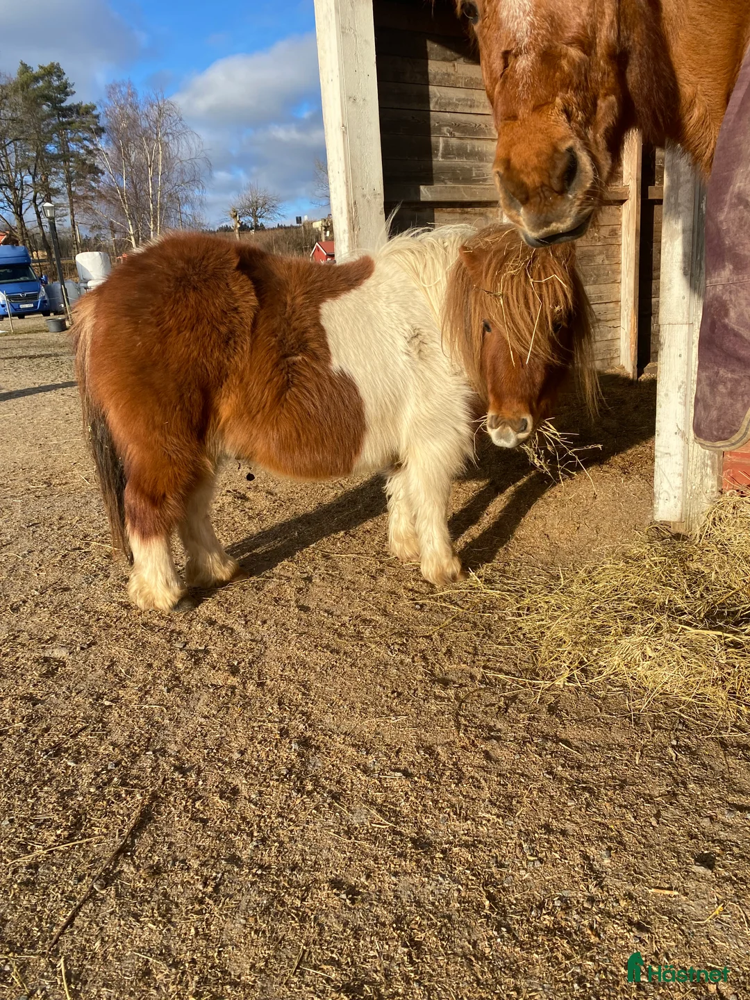 Allround hästar till salu: Söta Plutten!  Liten Shetlandsvalack 3 år i Romelanda - Annons 3