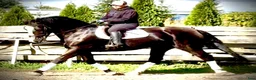 Allround hästar till salu: Hajli–Lovely Silesian Mare|169cm|Dressage&Allround - Annons 2