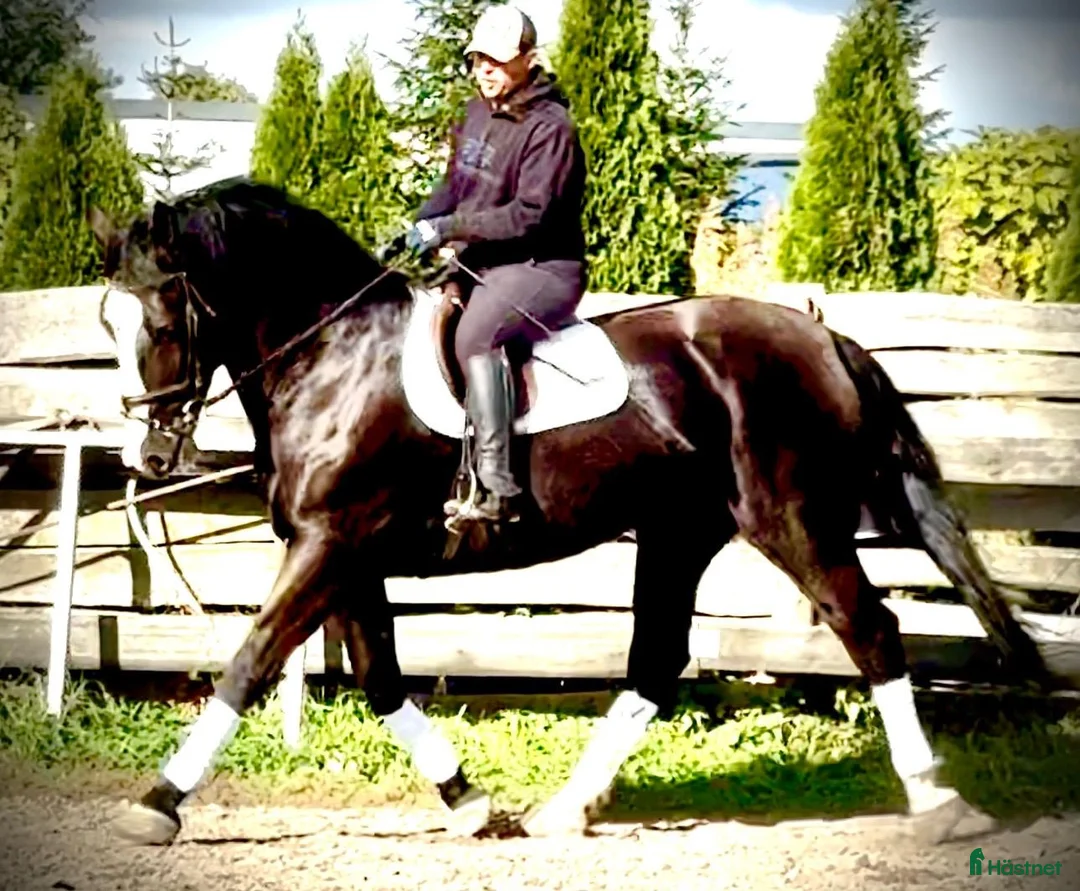 Allround hästar till salu: Hajli–Lovely Silesian Mare|169cm|Dressage&Allround - Annons 2