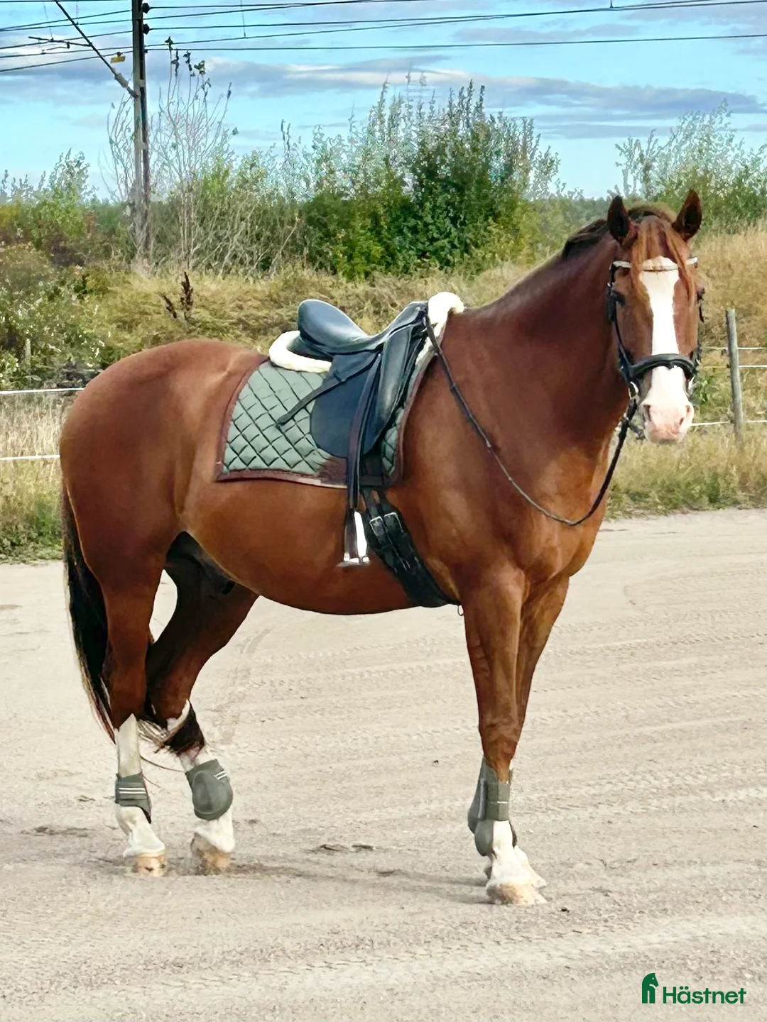 Dressyr hästar till salu: Härlig Snygg Valack Säljes! - Annons 2