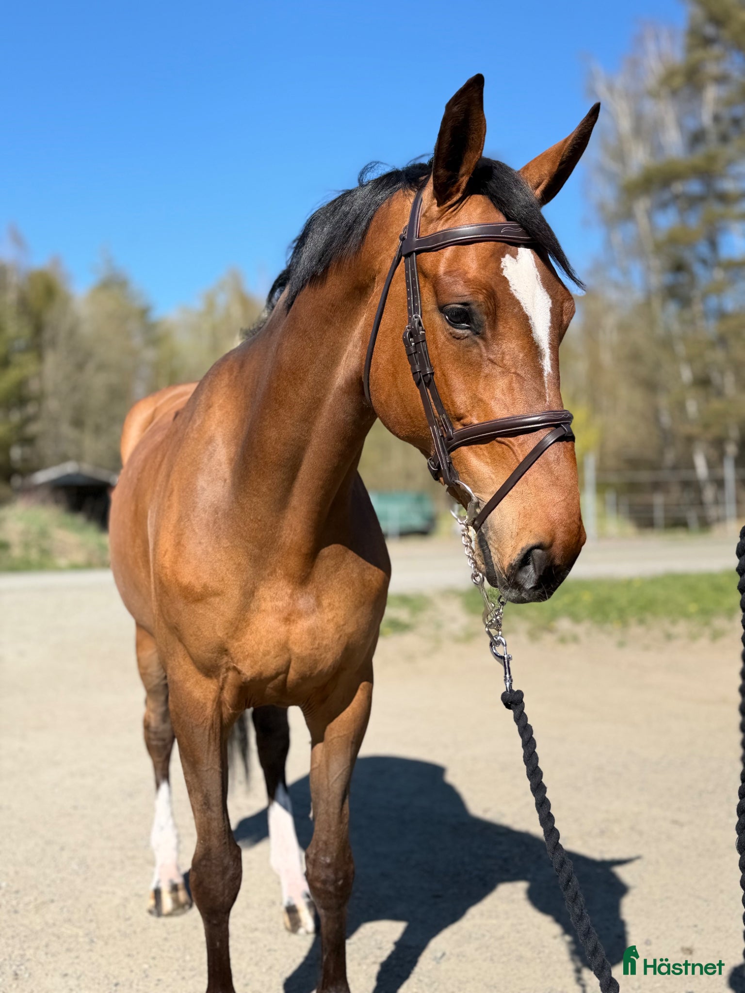  hästar Välstammat sto - Annons 3