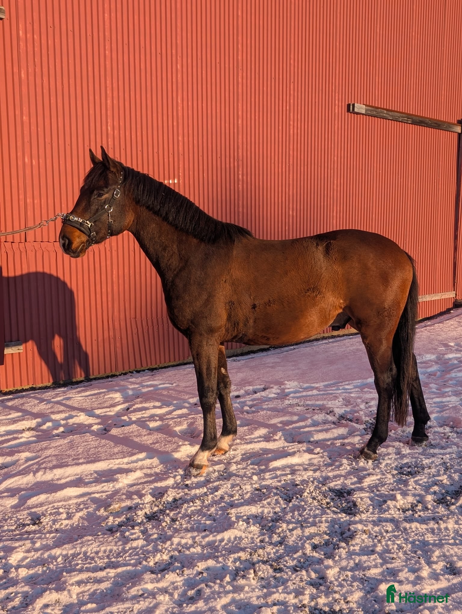  hästar Trevlig 2 åring SWB e. Serious 1457 i Umeå - Annons 1