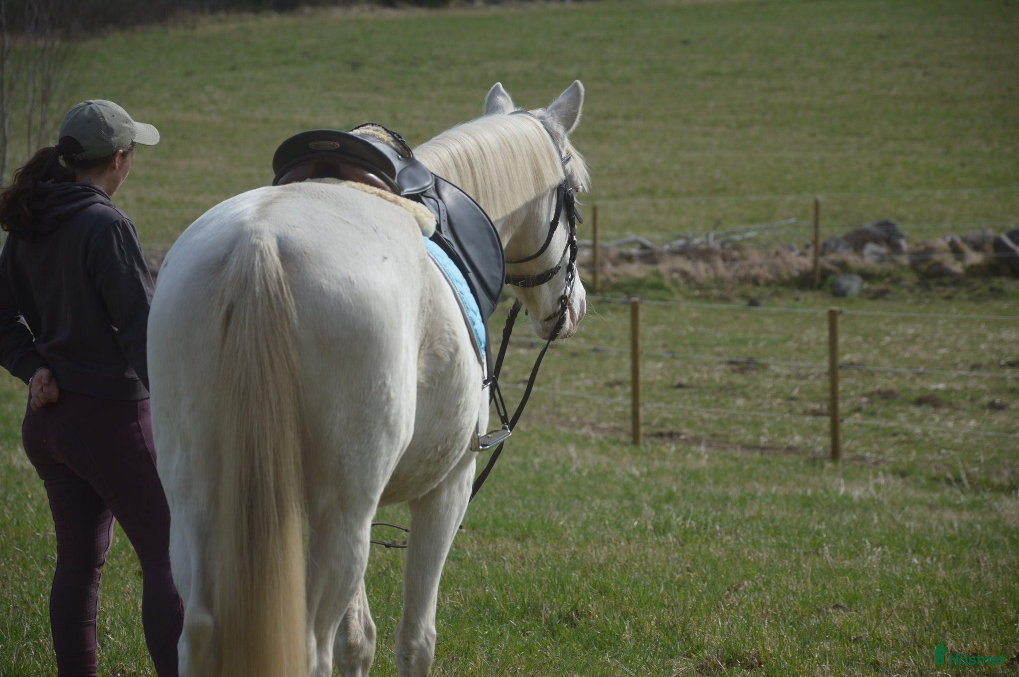  hästar Sockersött ponnysto  - Annons 2