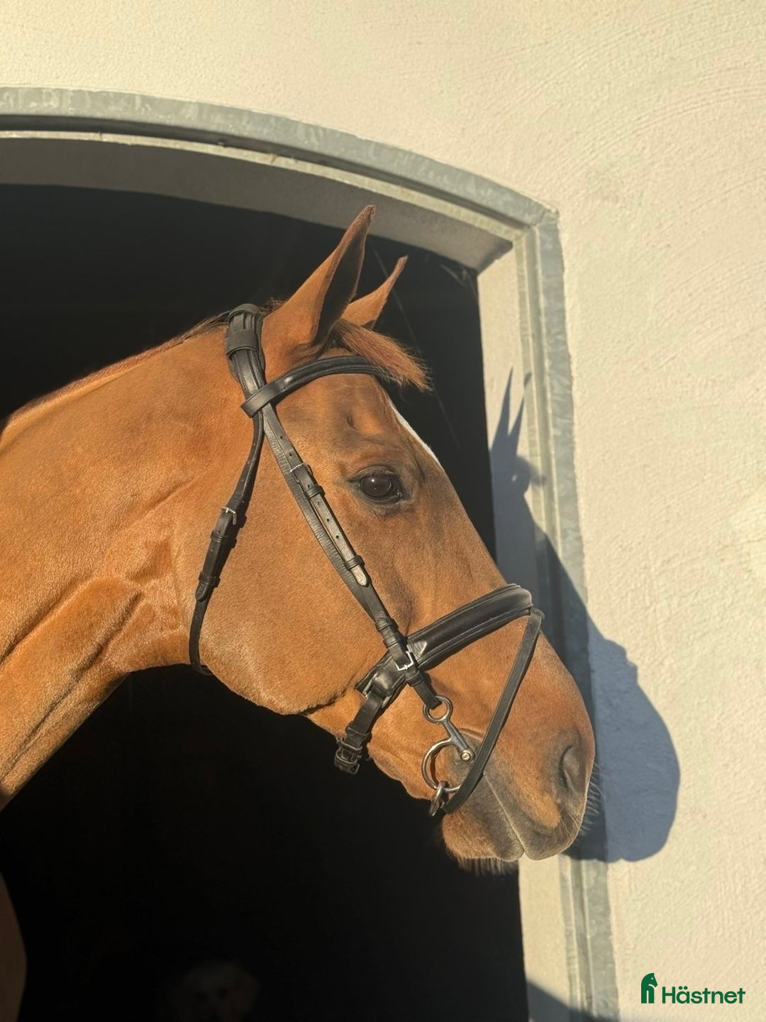 Träns hästutrustning till salu: Globus Allround träns i Flyinge - Annons 2
