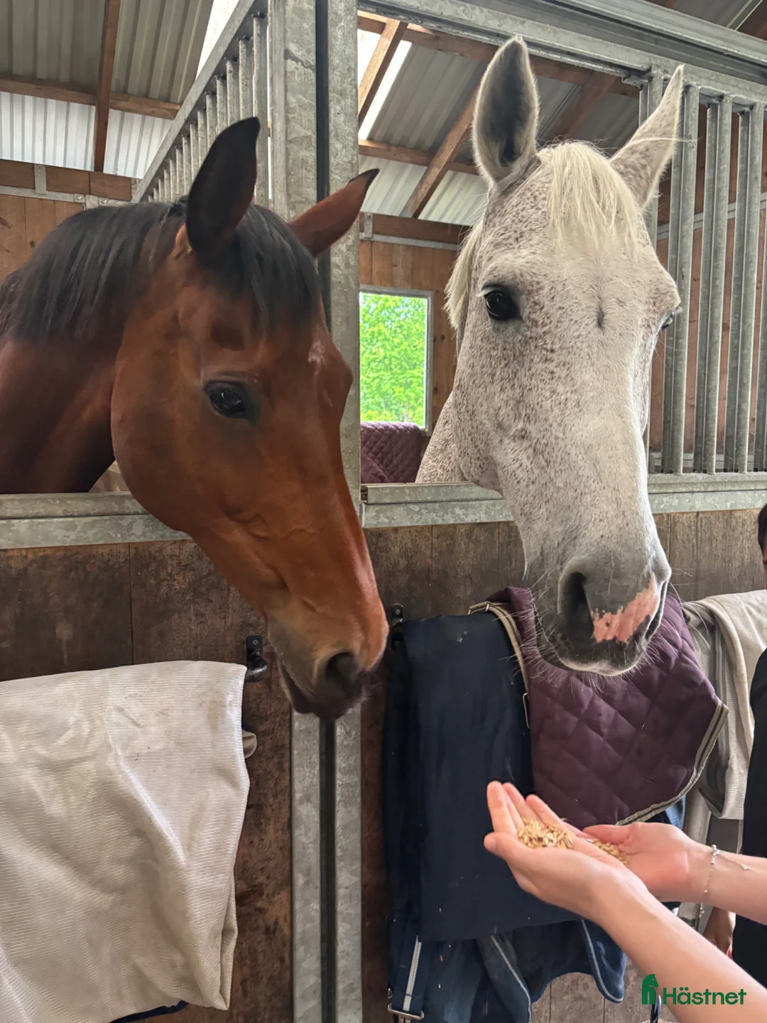  hästservice finnes: Samarbete sökes till hoppryttare  i Sjöbo - Annons 1