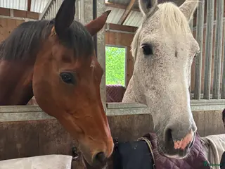 hästservice Samarbete sökes till hoppryttare - Annons 3