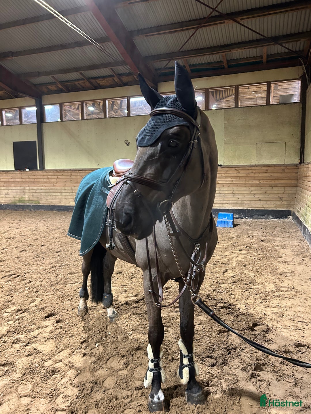 Hoppning hästar till salu: Fantastisk SWB valack i Billdal - Annons 3