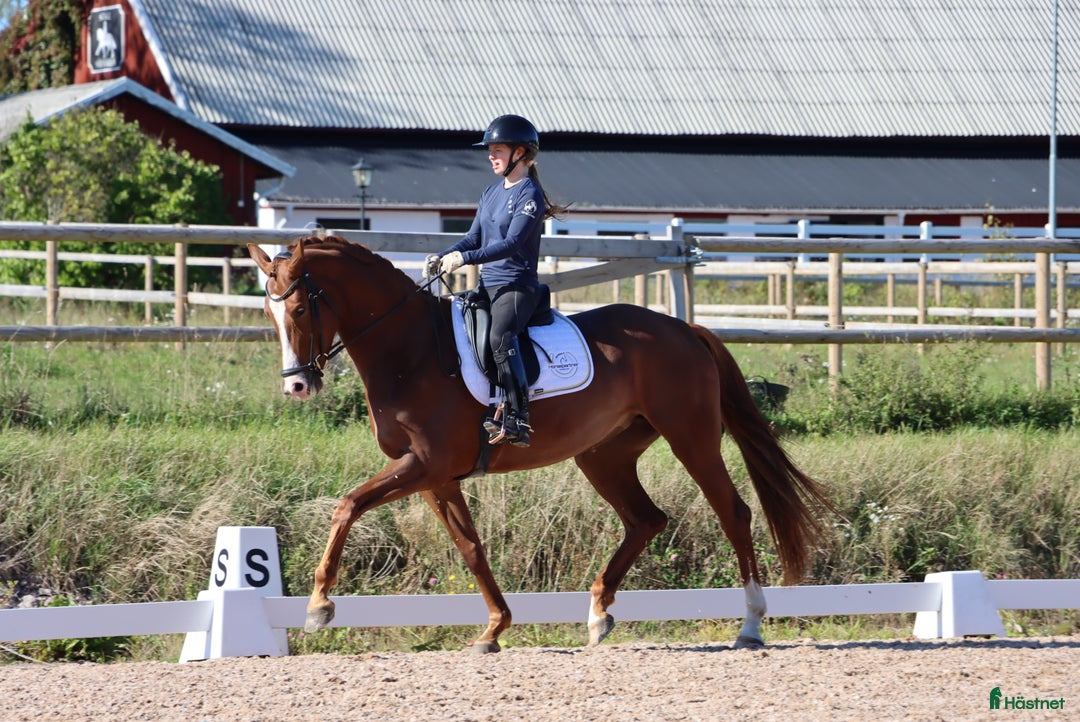 Dressyr hästar till salu: Lovande unghäst för framtiden  i Tranås - Annons 3