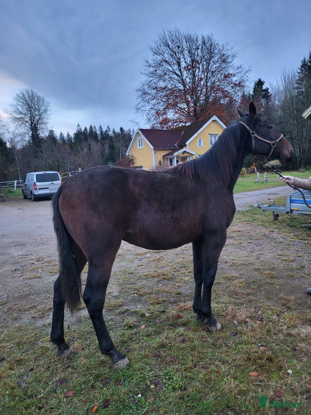 Trav hästar till salu: Amaru Boko hingst i Vårgårda - Annons 2