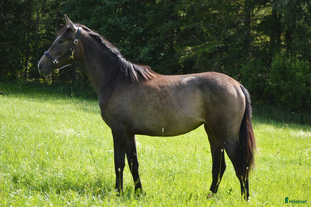 Akademiskt hästar till salu: Forma din egen allroundhäst i Korsberga - Annons 5