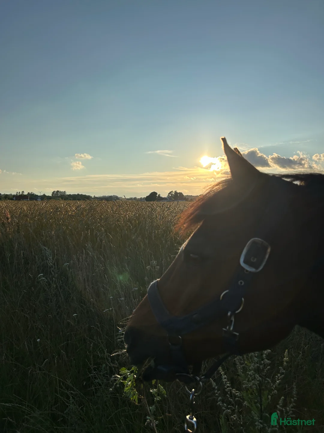 Galleribild {{count}}