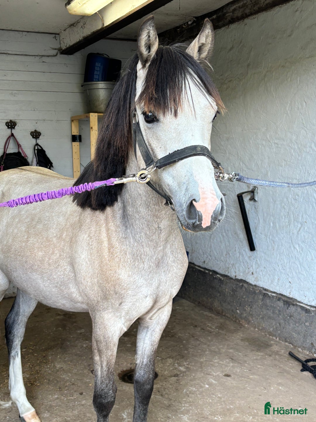 Hoppning hästar till salu: Framtida mästerskapsponny i Klippan - Bild 3