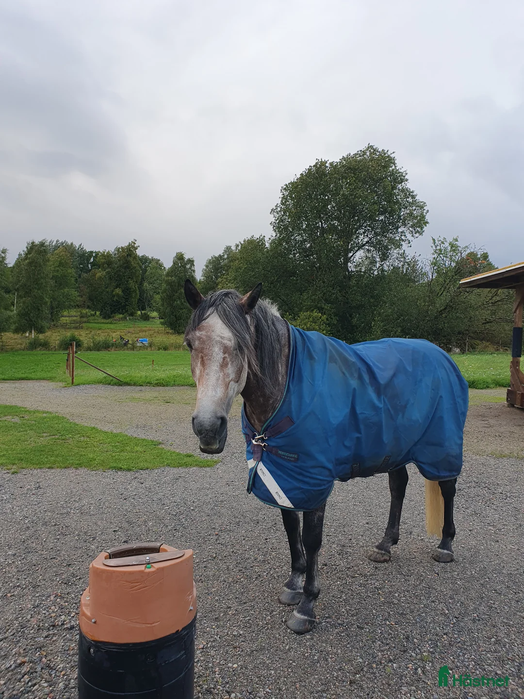  stallplats finnes: Lösdrifts plats uthyres  - Annons 2