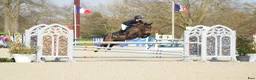Hoppning hästar till salu: Jumping pony i Stockholm - Annons 3