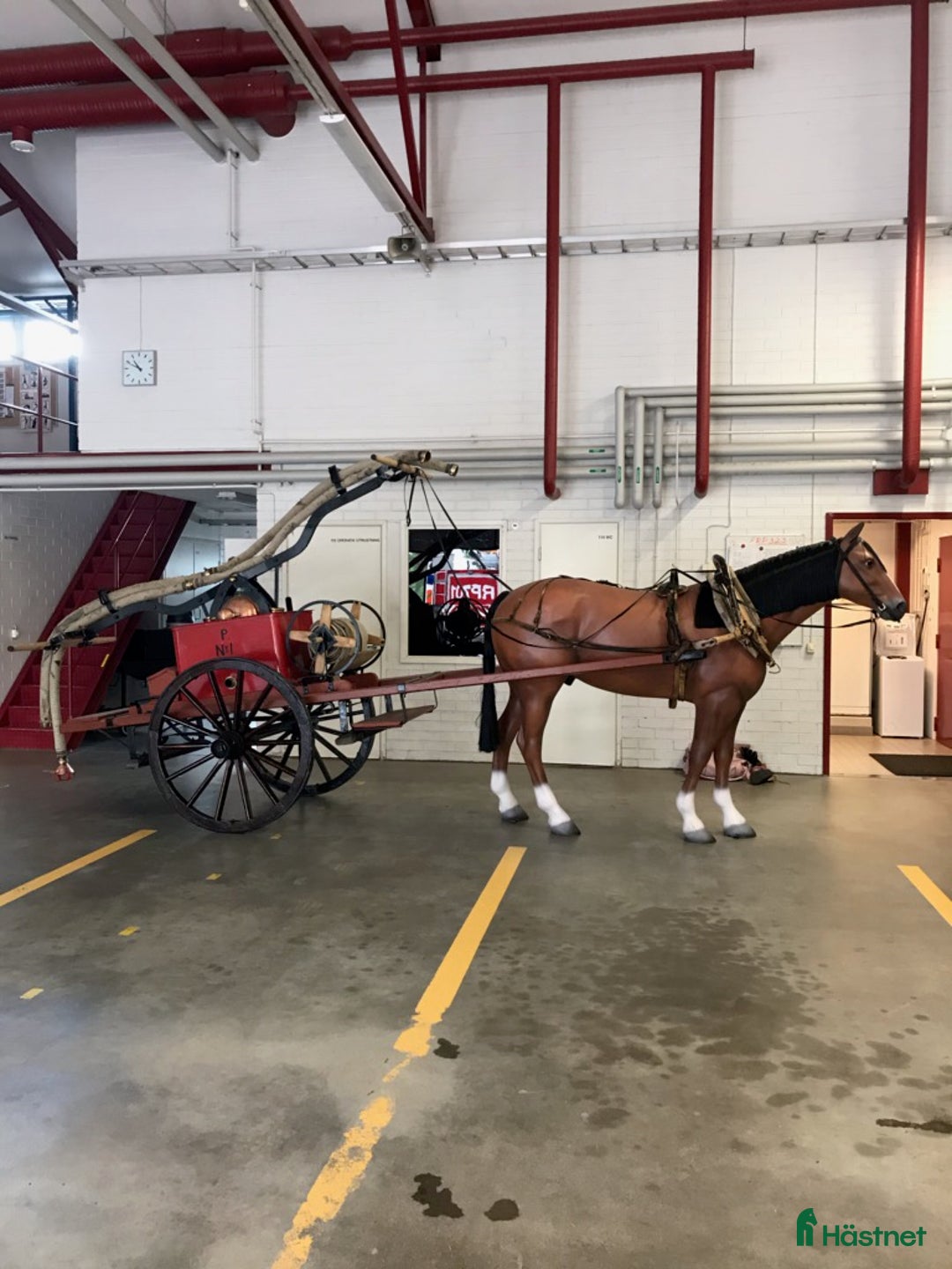 Hästinspirerad heminredning övrig utrustning till salu: Unika glasfiberhästar i naturlig storlek i Luleå - Annons 24