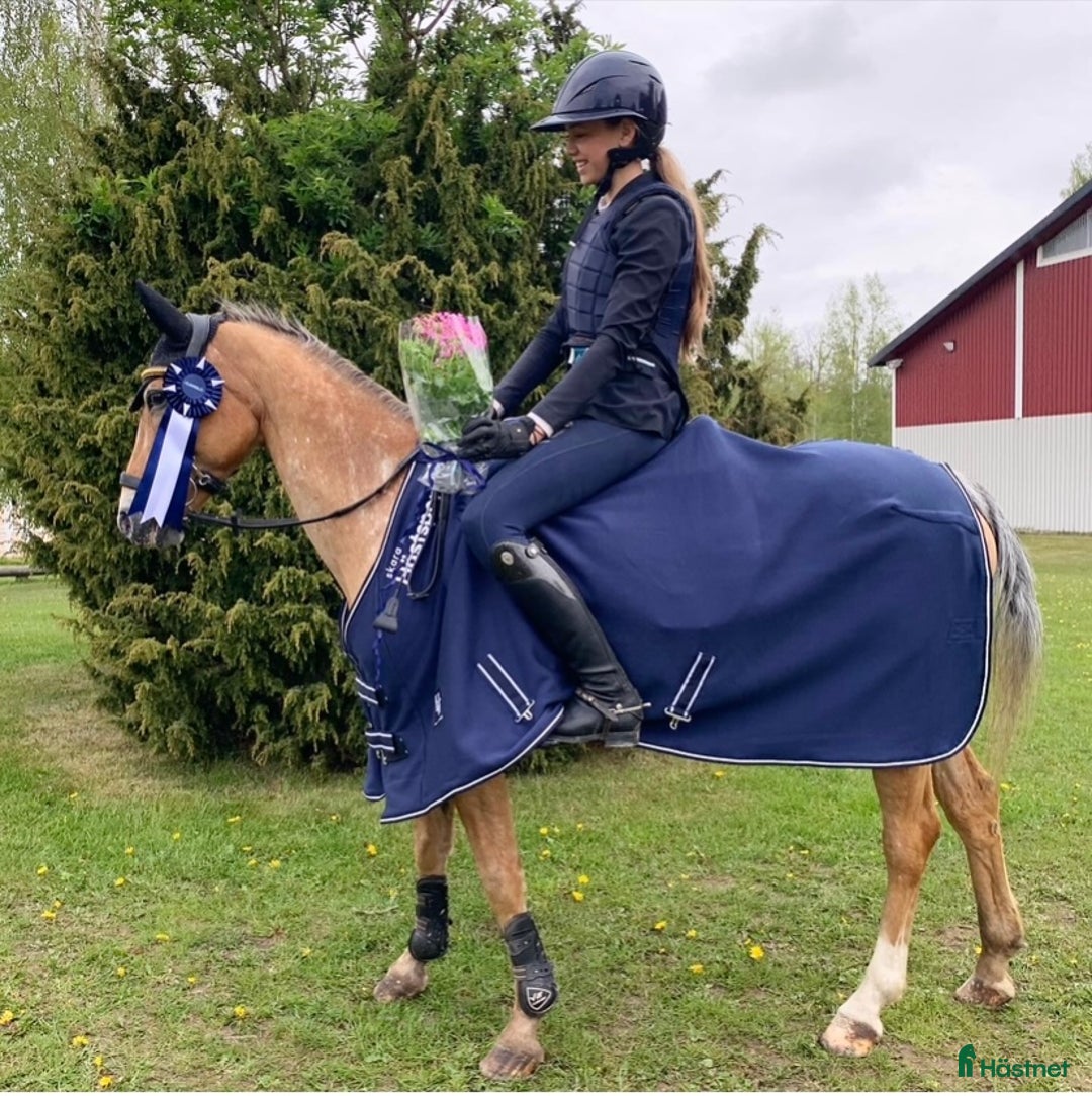 Hoppning hästar till salu: Underbar maxad c-ponny! i Ytterby - Annons 3