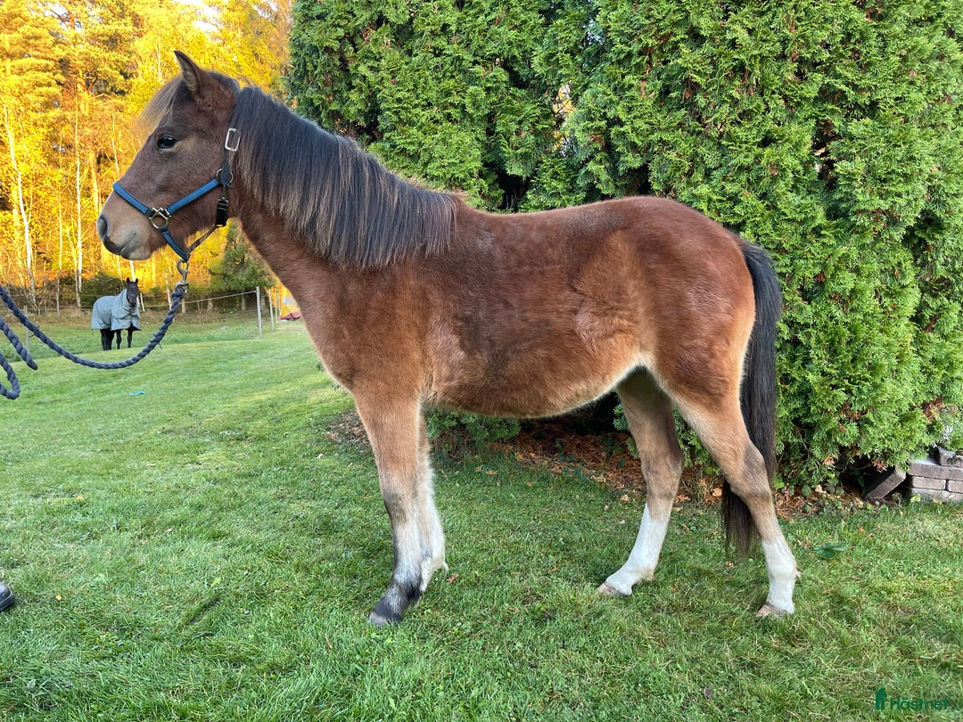 Trav hästar till salu: Charmtroll delux! i Laholm - Annons 2