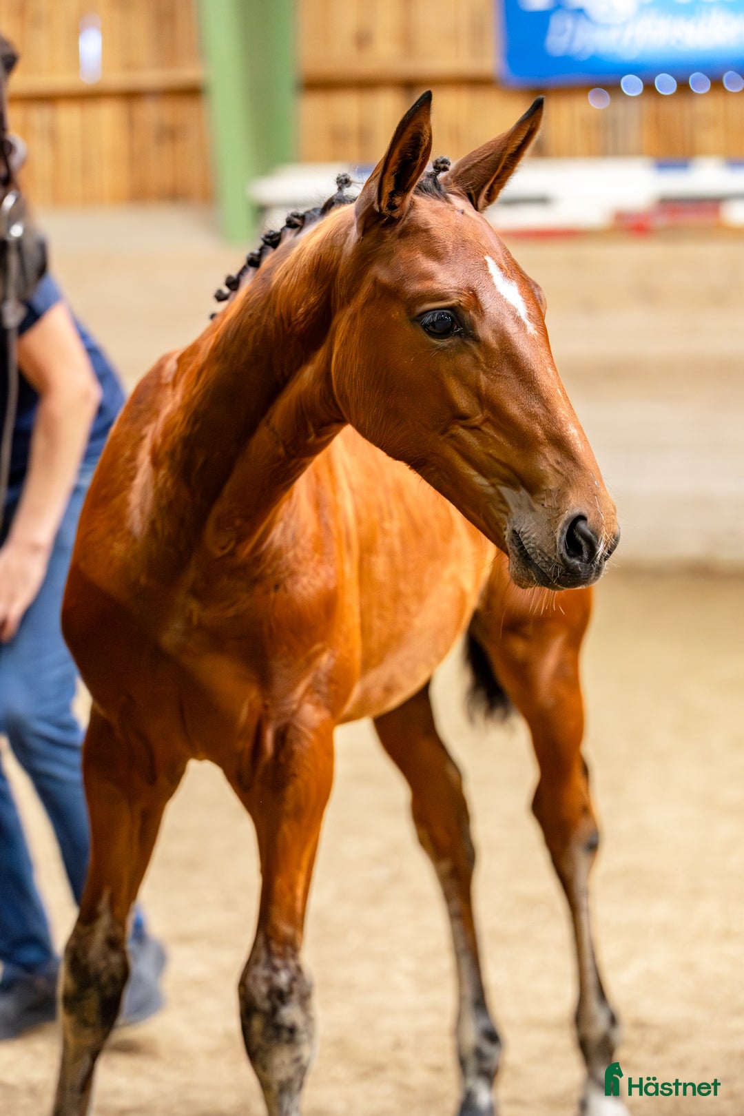 Hoppning hästar till salu: Hingstföl med svårklass stam  i Tjällmo - Annons 4