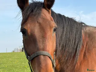 Trav hästar till salu: Avelssto med vinnande avkommor säljes - Annons 2