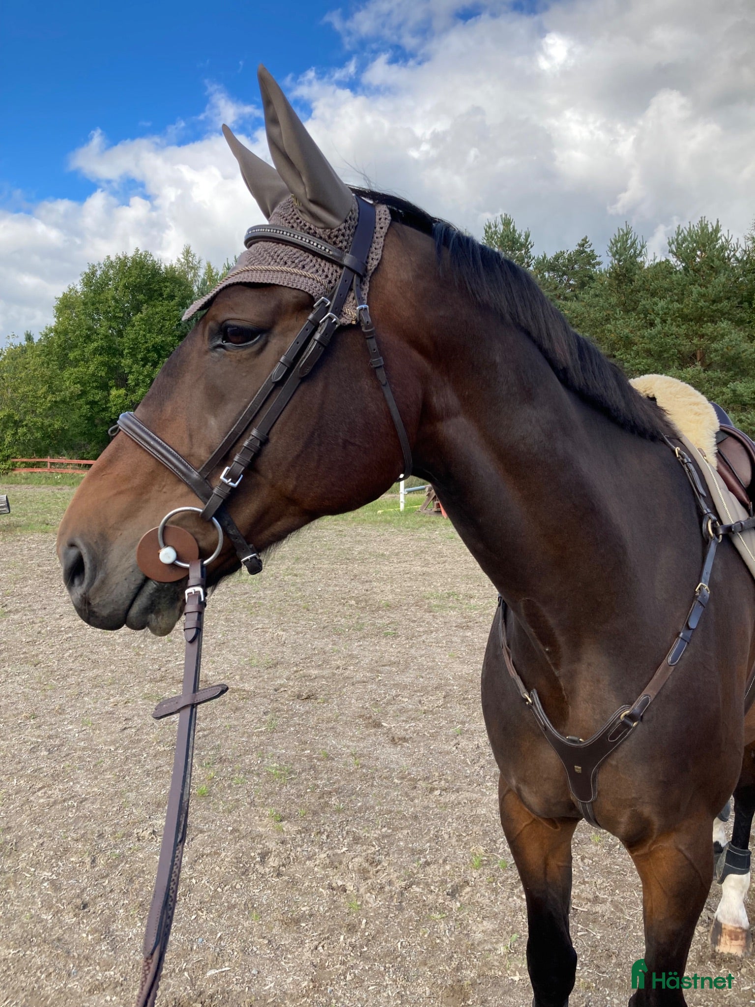  hästar Allround SWB valack  - Annons 3